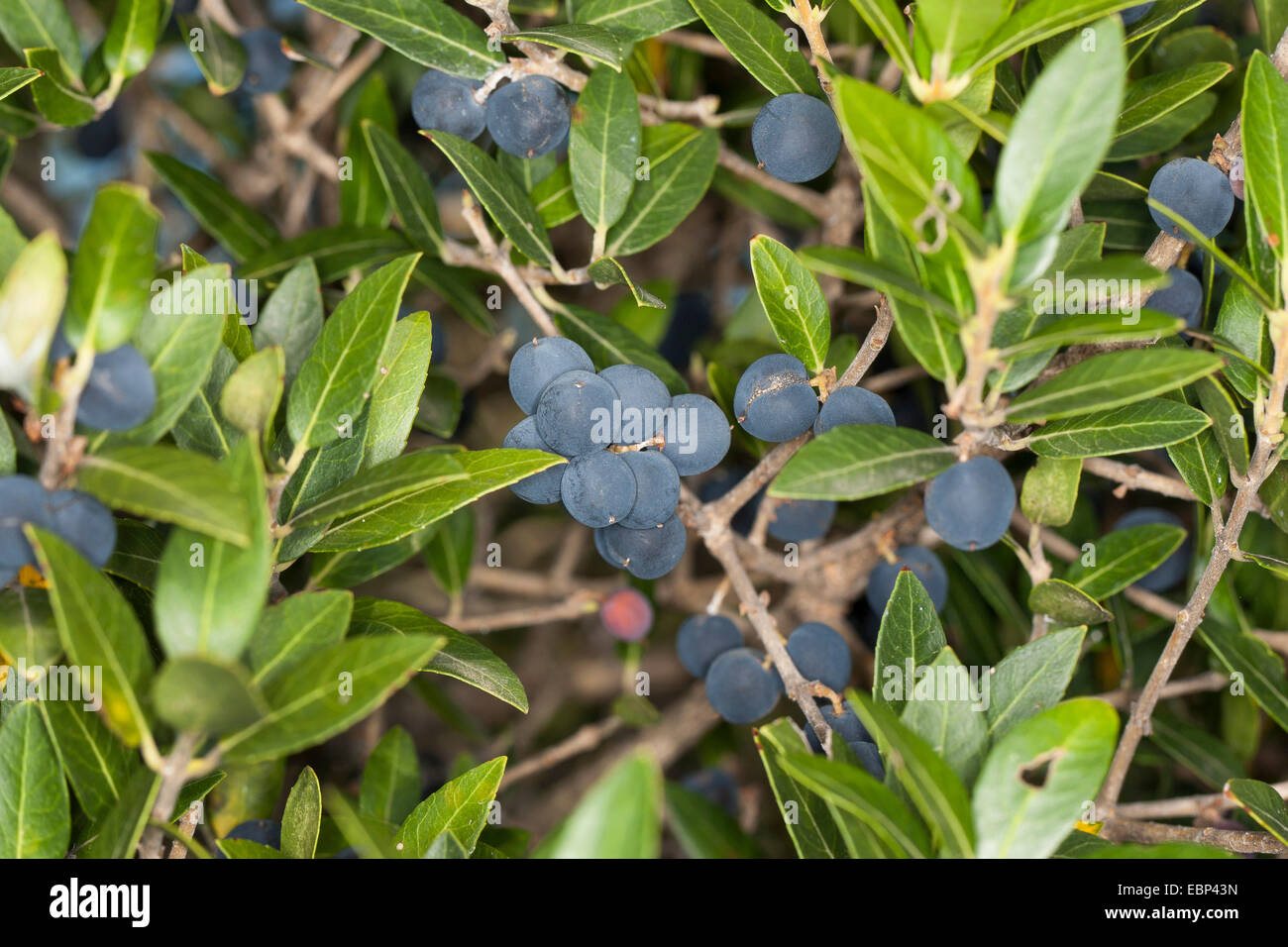 Falsche Oliven, Broad-Leaved Lindenbaum (Lindenbaum Latifolia), Zweig mit Früchten Stockfoto