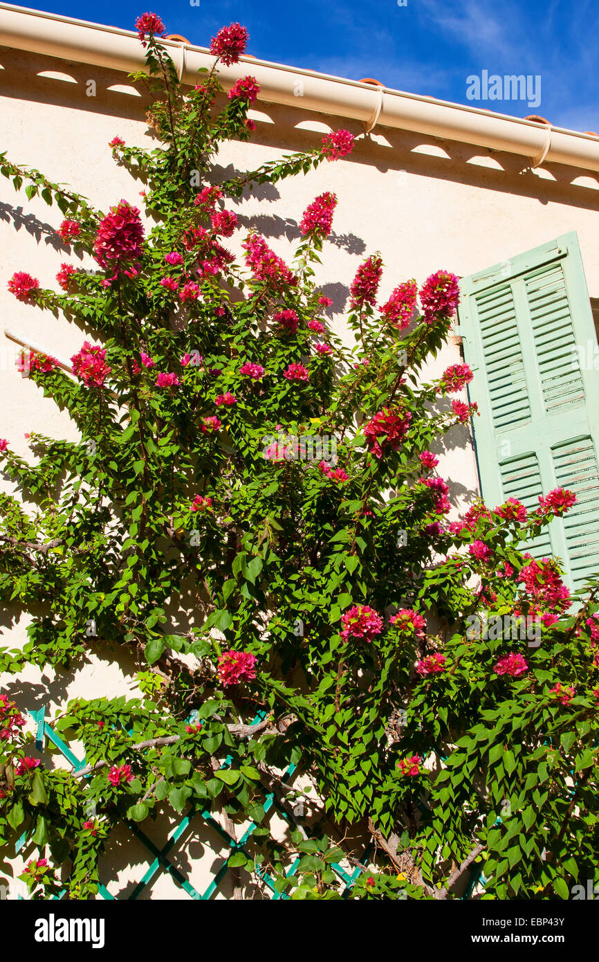 Papierfabrik, Four-o'clock (Bougainvillea spec.), Kletterpflanze auf der Fassade Stockfoto