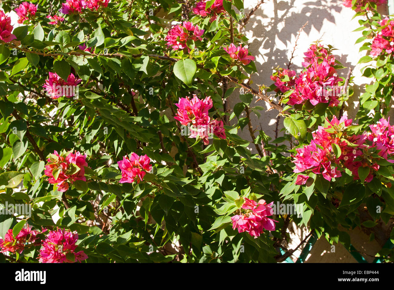 Papierfabrik, Four-o'clock (Bougainvillea spec.), Kletterpflanze auf der Fassade Stockfoto