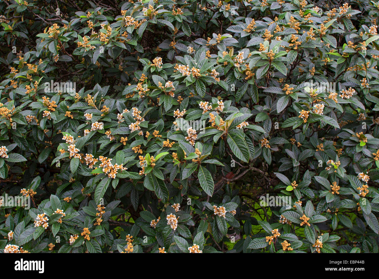 Loquat, Japanische Pflaume (Eriobotrya Japonica), blühender Zweig Stockfoto