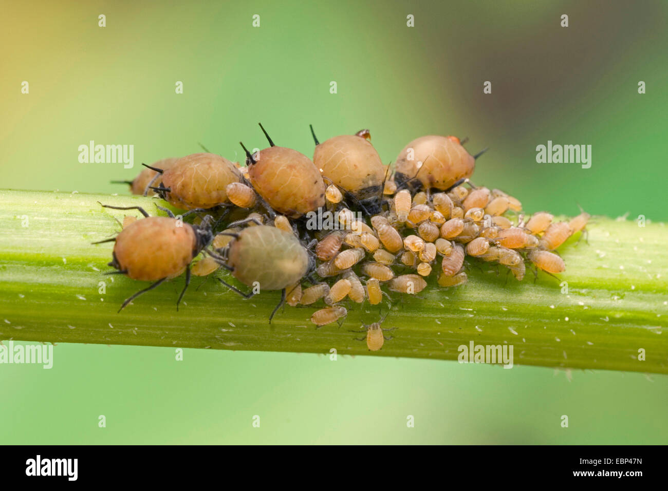 Blattlaus (Aphis spec.), Kolonie auf einem Stiel, Deutschland Stockfoto