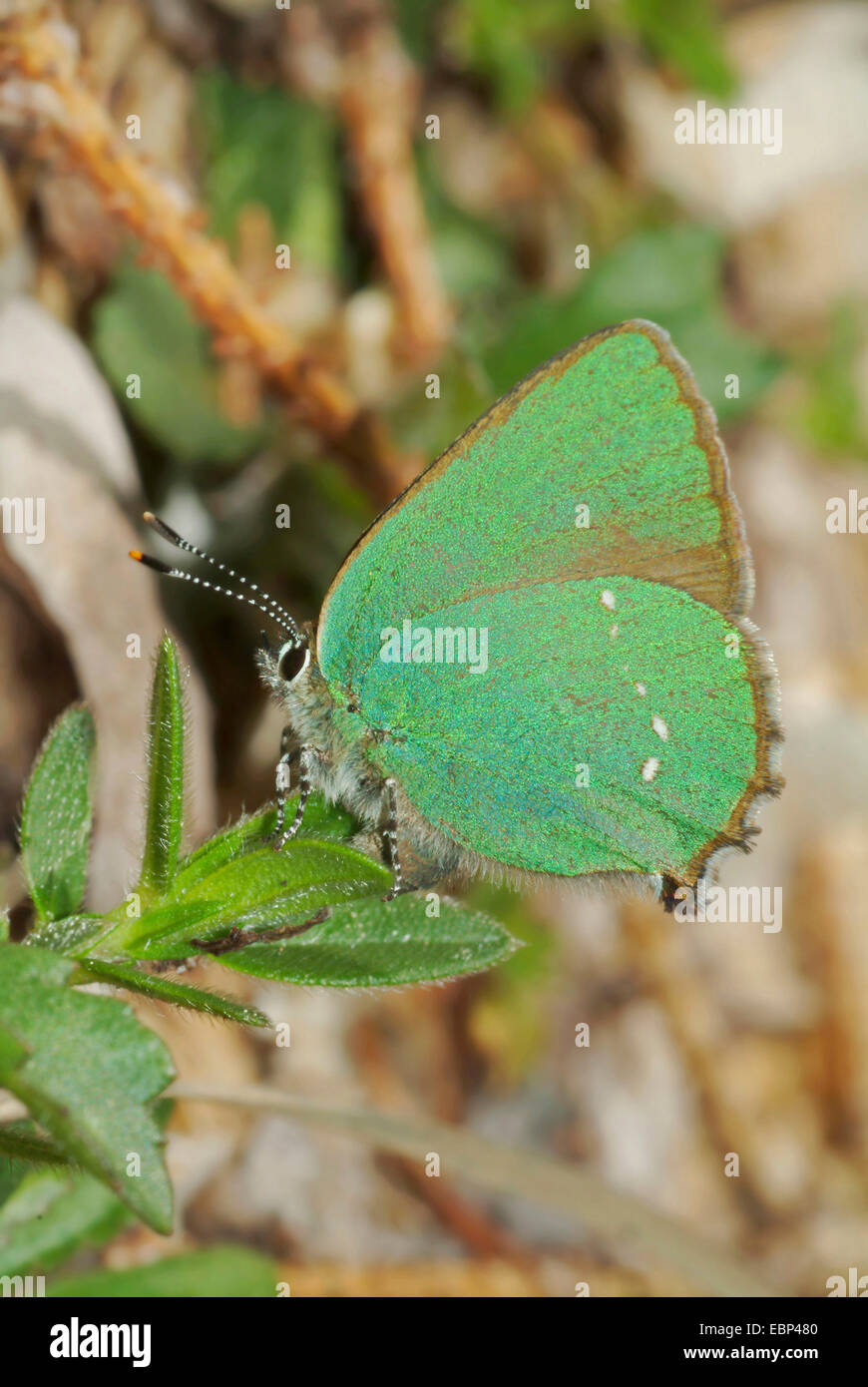 Grüner Zipfelfalter (Callophrys Rubi), sitzt in einem Werk, Schweiz Stockfoto