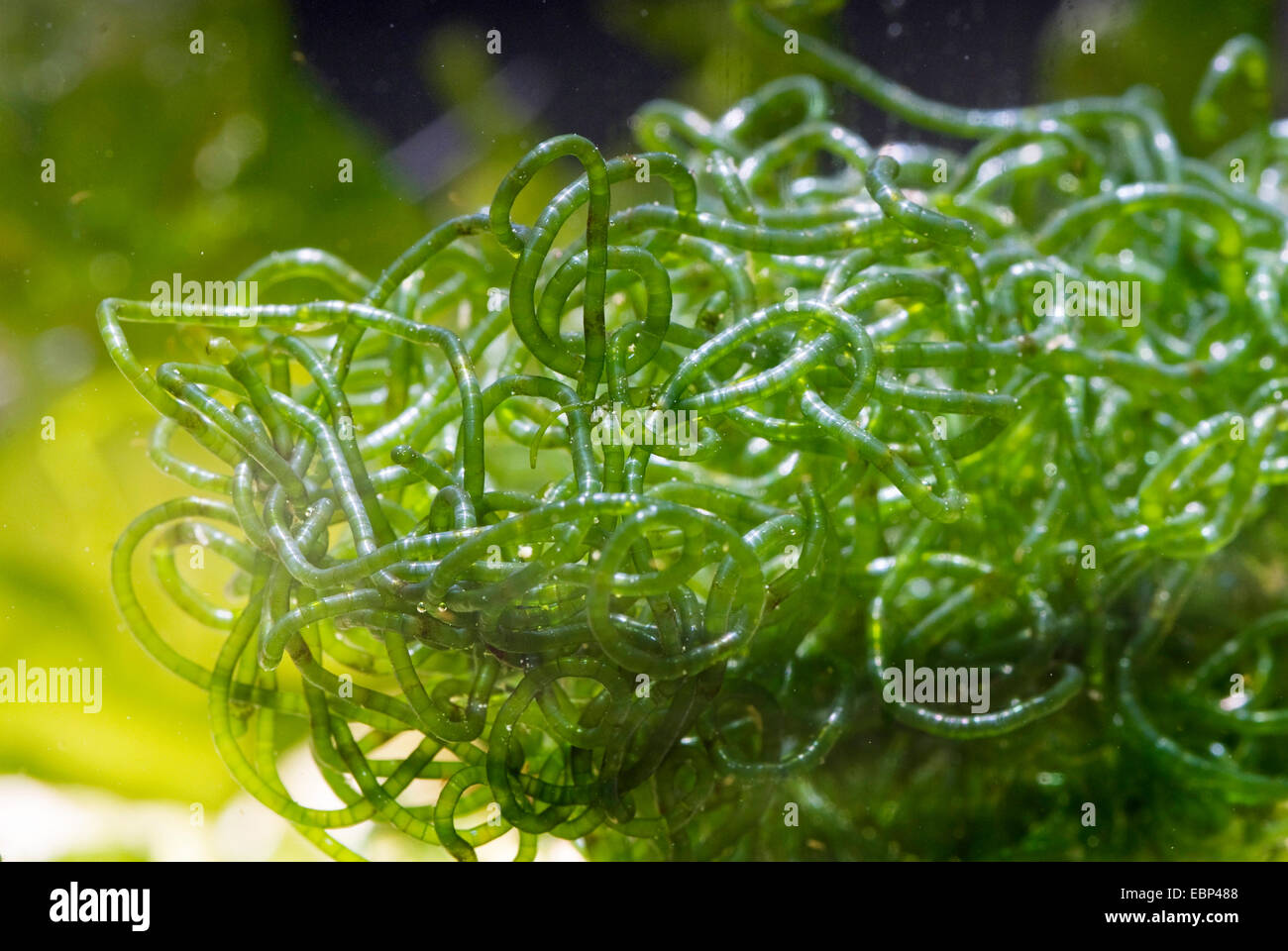 Grüne Algen (Chaetomorpha Linum), Makroaufnahme Stockfoto