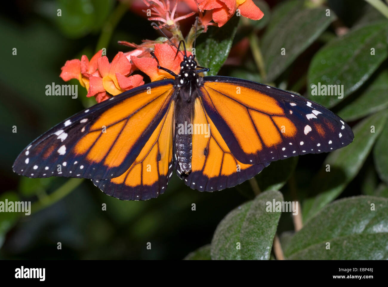 Monarchfalter (Danaus Plexippus), Wolfsmilch auf orange Blumen Stockfoto