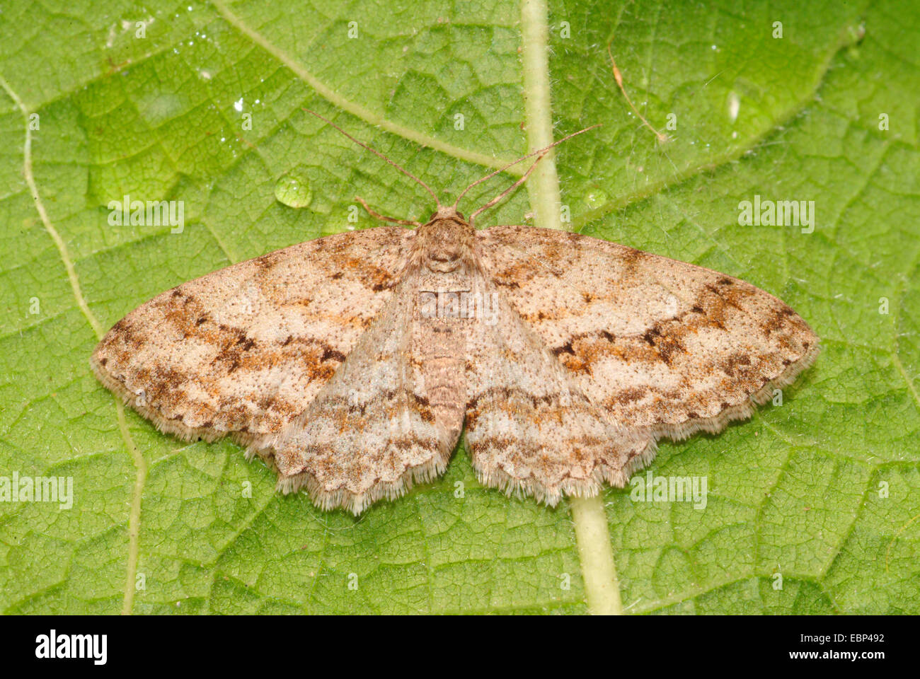 Lärche Looper, Heidelbeere Lopper, Tanne Looper, Pflaume-Looper (Ectropis Crepuscularia, Ectropis Bistortata), auf einem Blatt, Deutschland Stockfoto