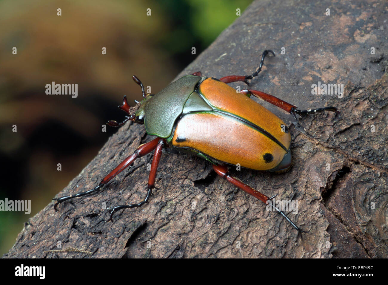 Blume-Chafer, Blume Beetle, Blume Skarabäus (Eudicella Euthalia), auf Rinde, Deutschland Stockfoto