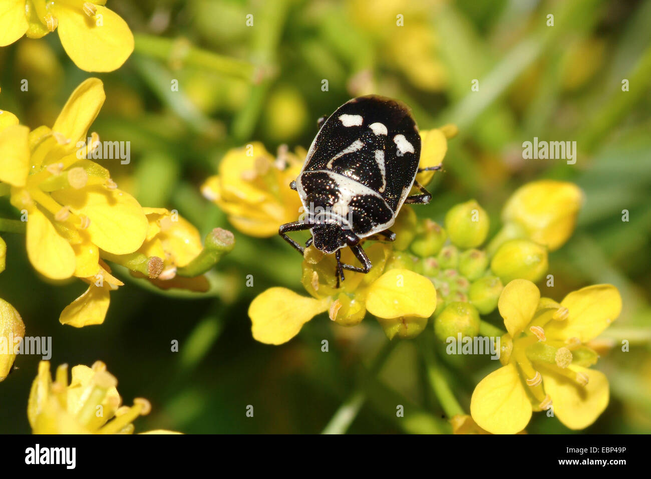 Brassica-Bug, Kohl Bug (Eurydema Oleraceum), auf gelben Kohl Blumen, Deutschland Stockfoto