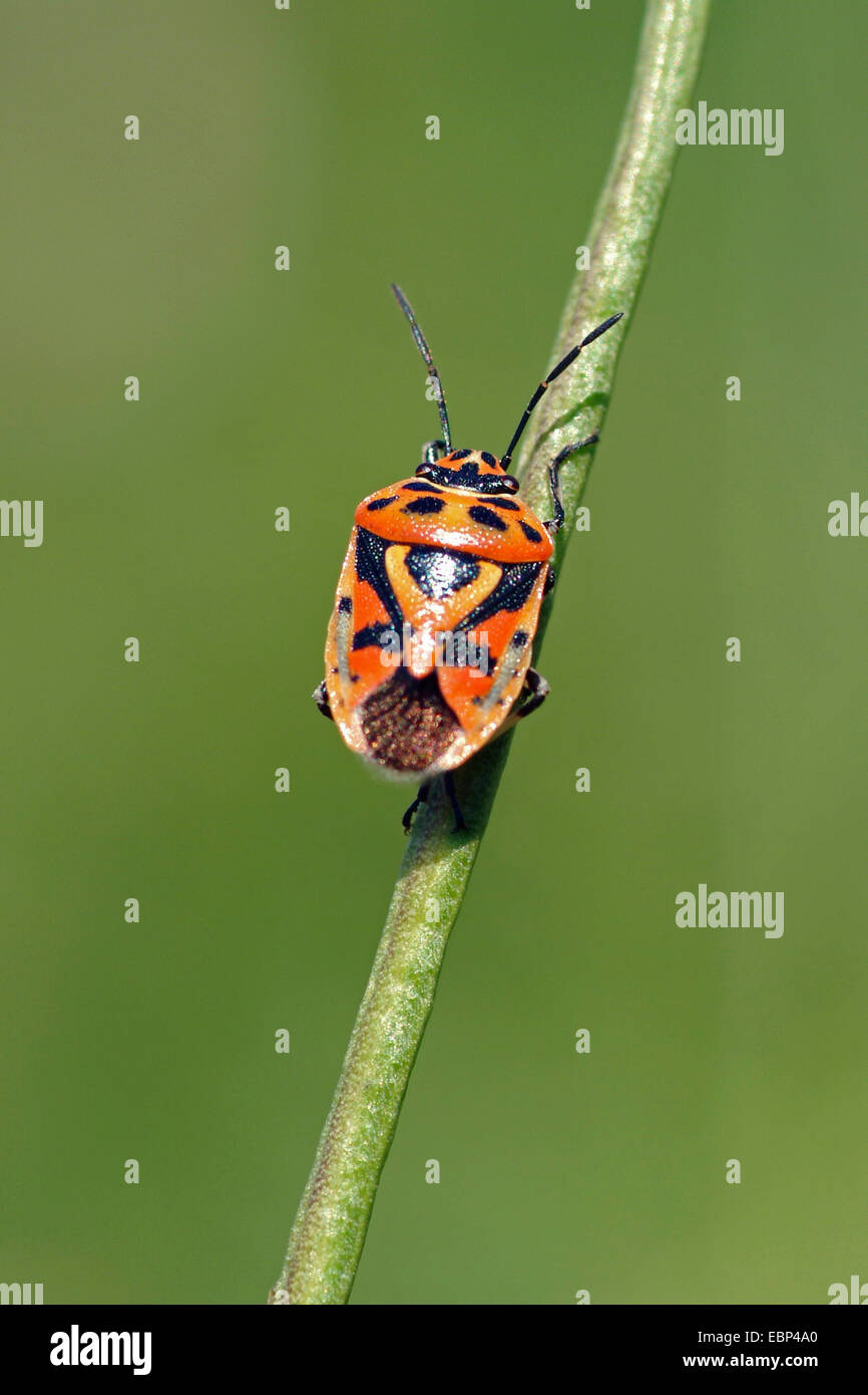 Rotkohl-Bug (Eurydema Ornata), an einem Stiel, Deutschland Stockfoto