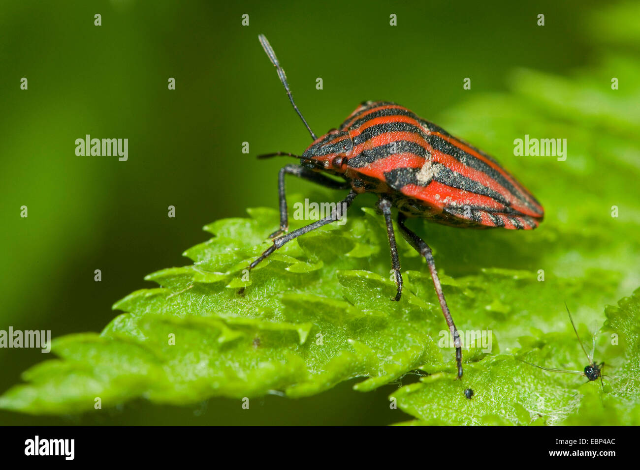 Italienische Striped-Bug, Minstrel Bug (Graphosoma Lineatum, Graphosoma unsere), auf einem Blatt, Deutschland Stockfoto