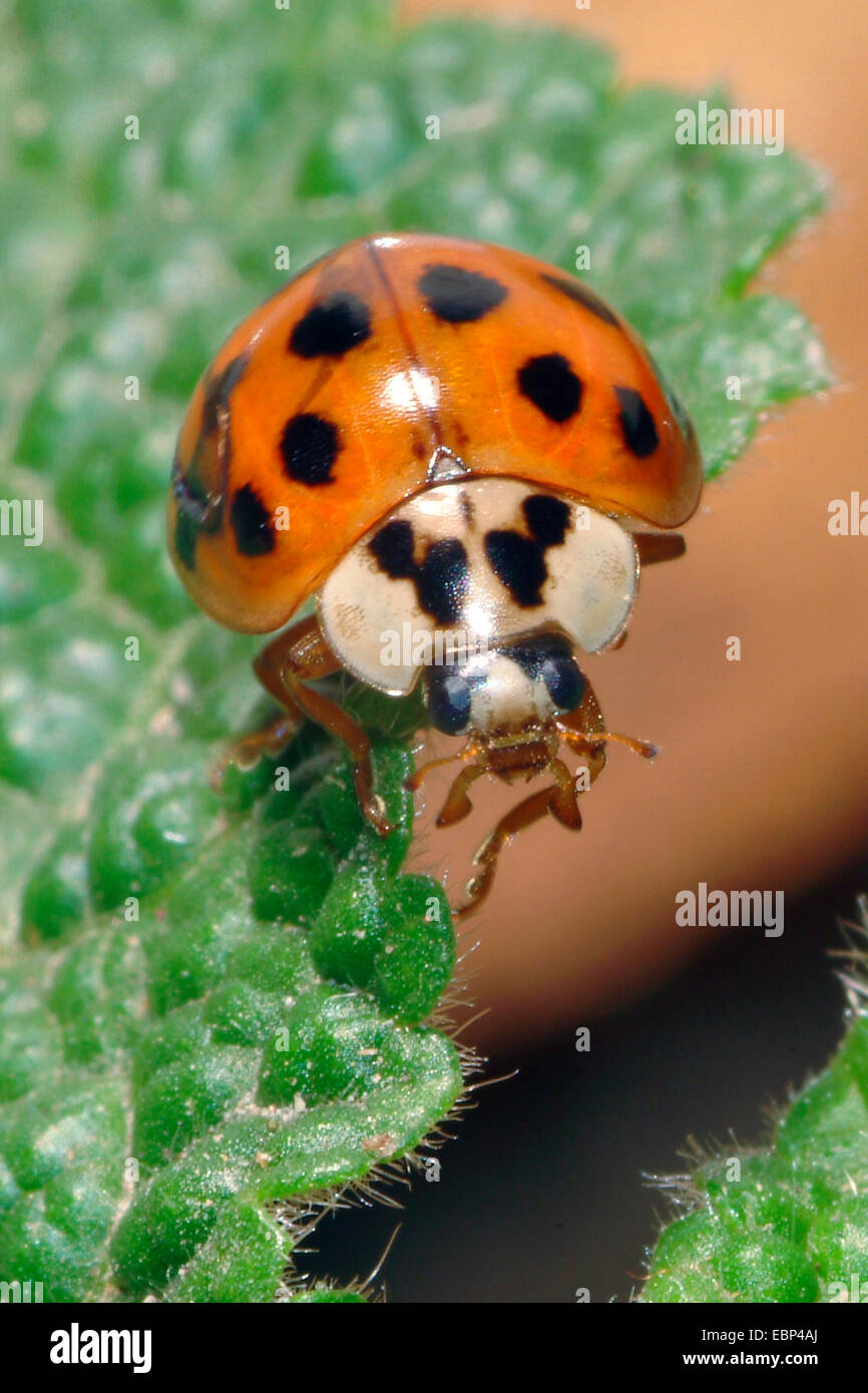 bunten asiatischen Käfer (Harmonia Axyridis), auf einem Blatt, Deutschland Stockfoto