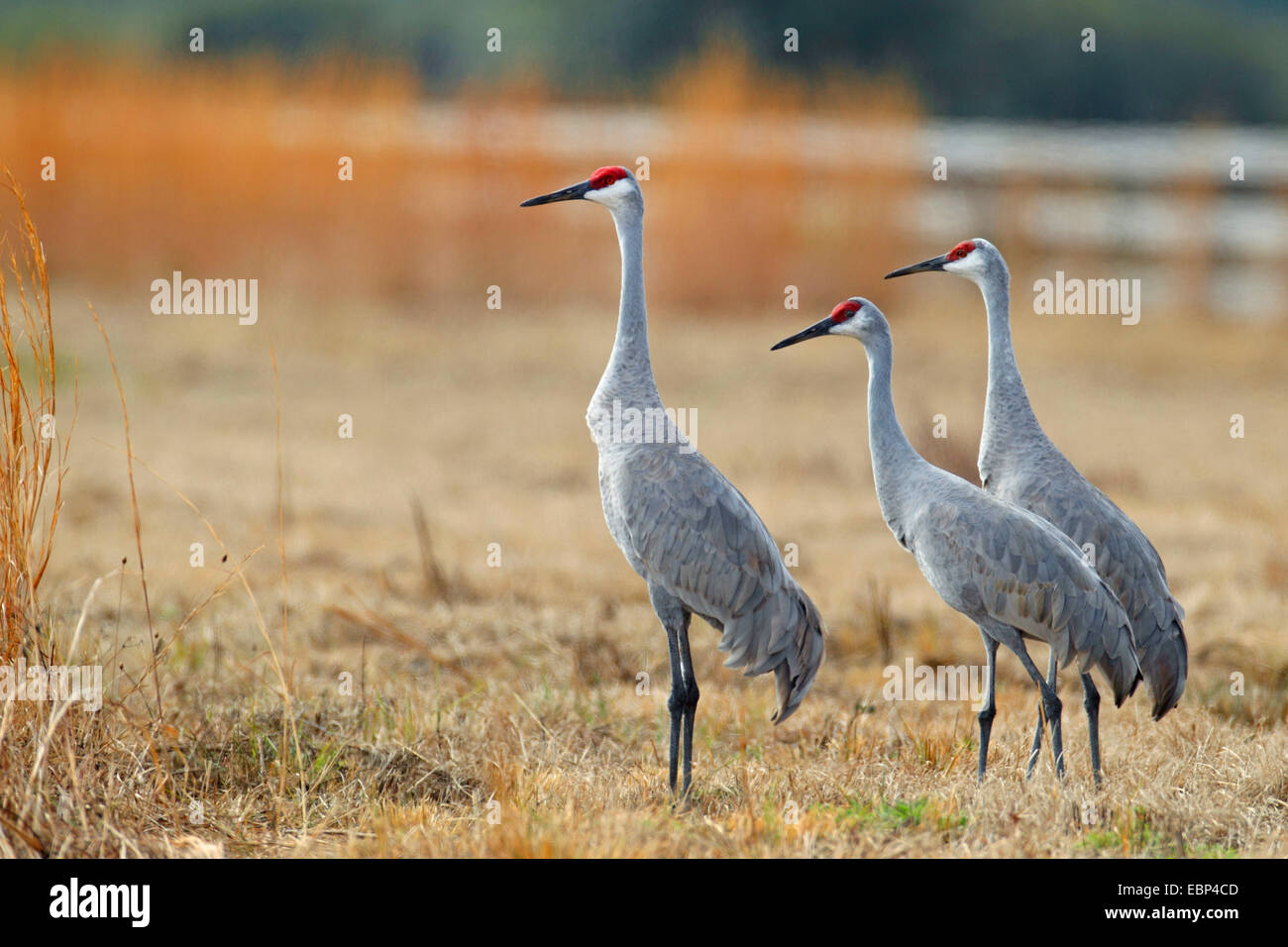 Sandhill Kran (Grus Canadensis), die Gruppe steht auf Grünland, USA, Florida Stockfoto