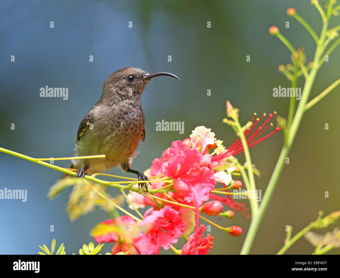 Seychellen Sunbird (Nectarinia Dussumieri), weibliche sucht nach Nektar an die Blüten des Baumes Flamme, Seychellen, Mahe Stockfoto