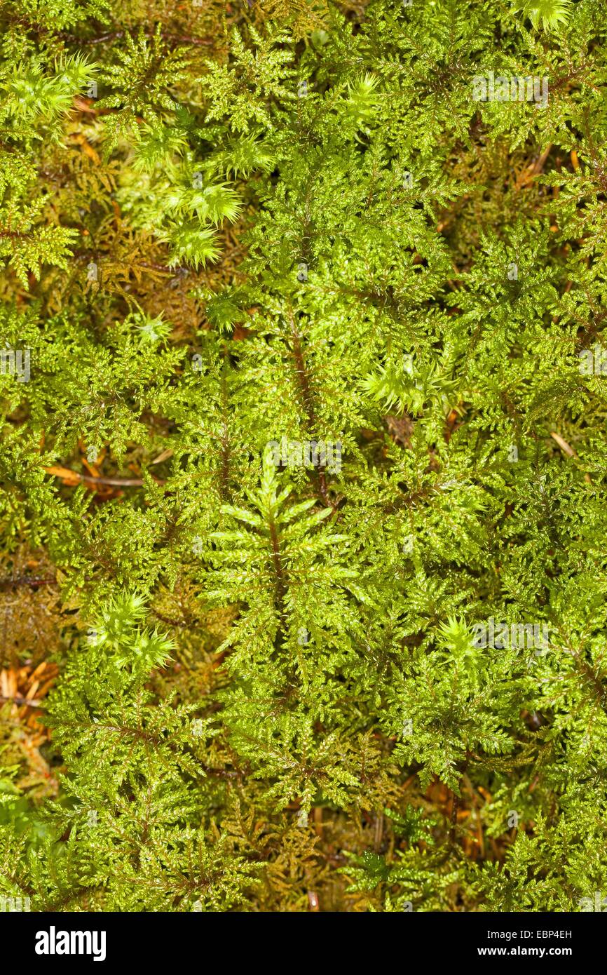 Glitzernde Holz-Moos, Stufe Moos, Treppe Schritt Moos, Schritt-Moos, Berg Farn Moos, Farn-Moos, herrliche Feder Moos (Hylocomium Splendens, Hylocomium Proliferum), Deutschland Stockfoto