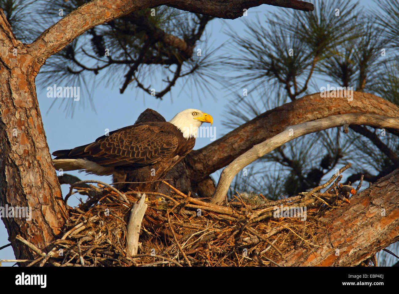 haliaeetus-leucocephalus-in-seinem-nest-fotos-und-bildmaterial-in