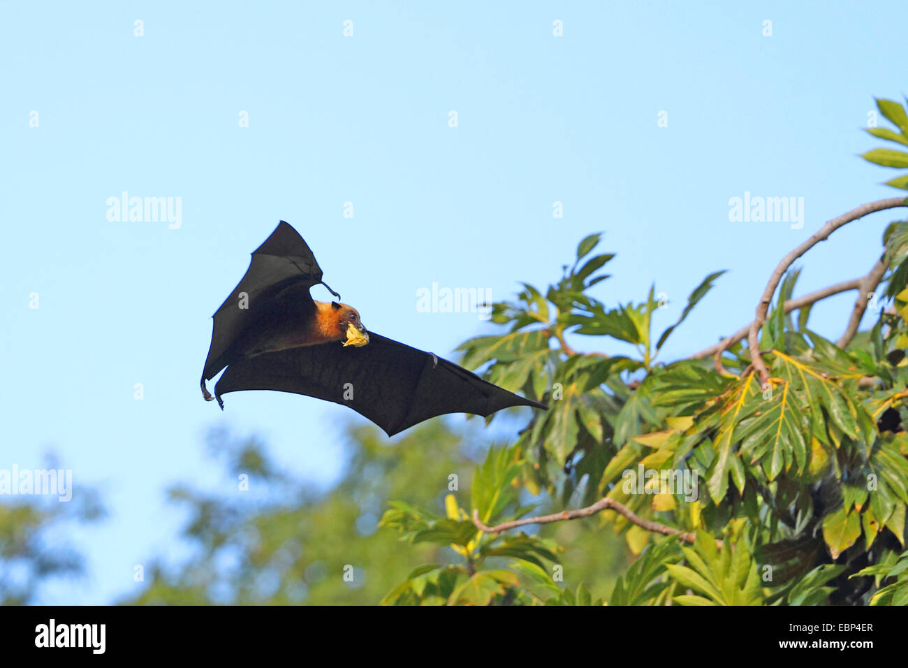 Seychellen-Flughund, Seychellen-Flughund (Pteropus Seychellensis), fliegen mit Frucht im Mund, Seychellen, Mahe Stockfoto
