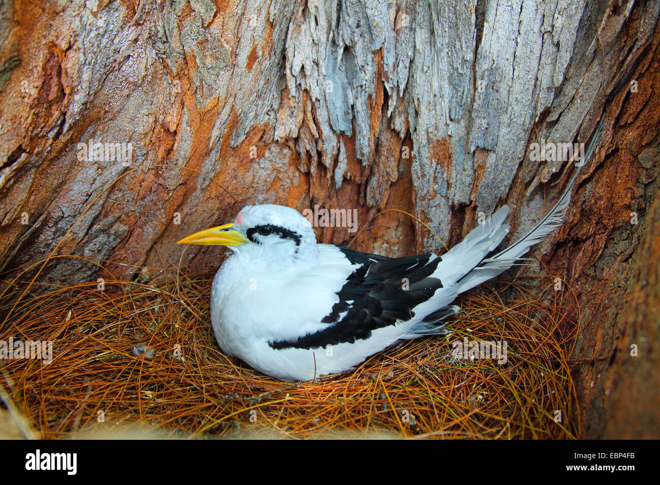 White-tailed tropische Vogel (Phaethon Lepturus), Altvogel Zucht auf dem Nest, Seychellen, Bird Island Stockfoto