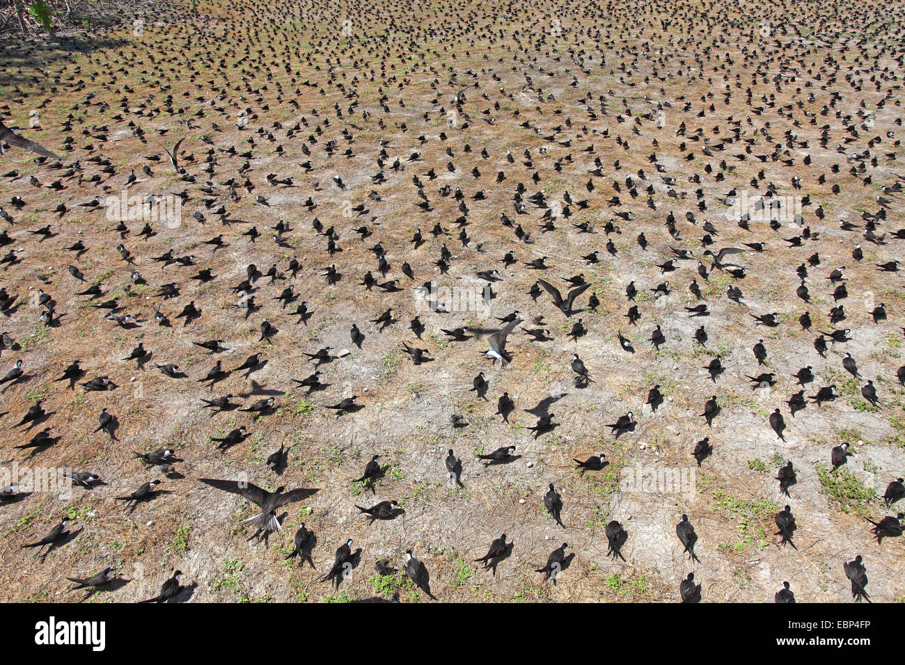 Sooty Tern (Sterna Fuscata), Kolonie auf gerodeten Boden, Seychellen, Bird Island Stockfoto