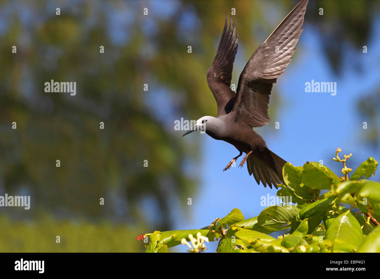 Geringerem Noddy (Anous Tenuirostris), Landung auf einem Baum, Seychellen, Bird Island Stockfoto