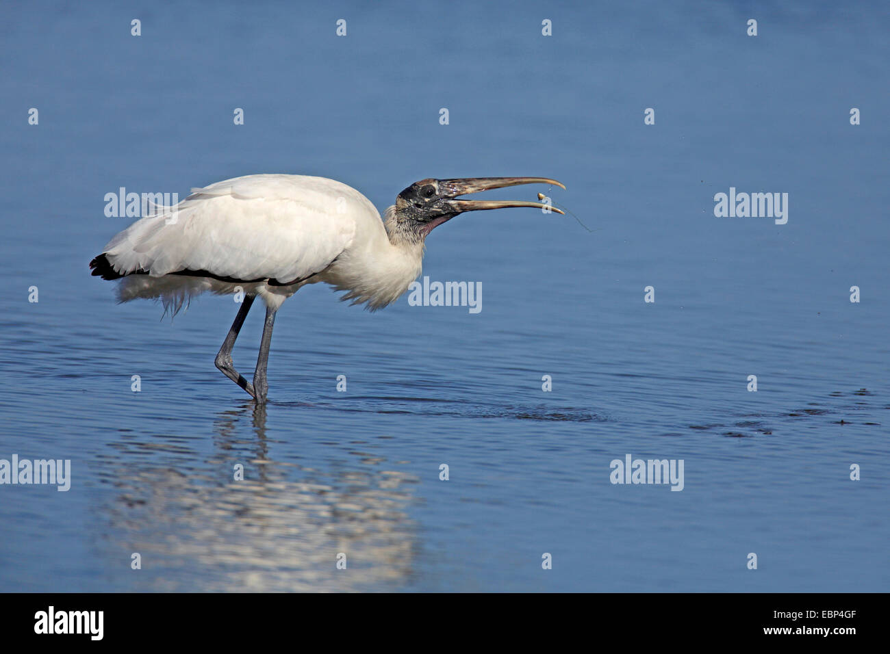 Amerikanische Holz Ibis (Mycteria Americana), Fütterung, USA, Florida, Sanibel Island Stockfoto