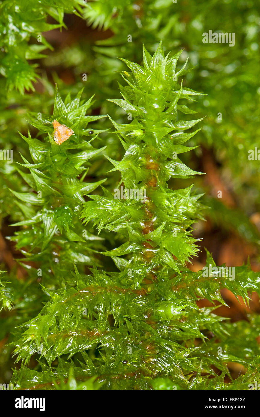 Großen Shaggy-Moos, Shaggy Moos, rauen Hals Moos, großen zottigen Moss, elektrisiert Cat Tail Moss (Rhytidiadelphus Triquetrus), Deutschland Stockfoto