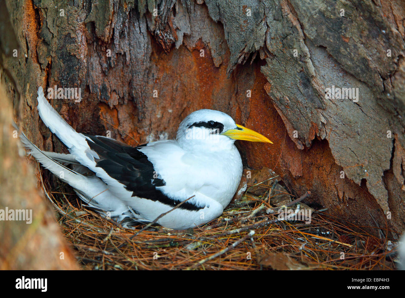 White-tailed tropische Vogel (Phaethon Lepturus), Altvogel Zucht auf dem Nest, Seychellen, Bird Island Stockfoto