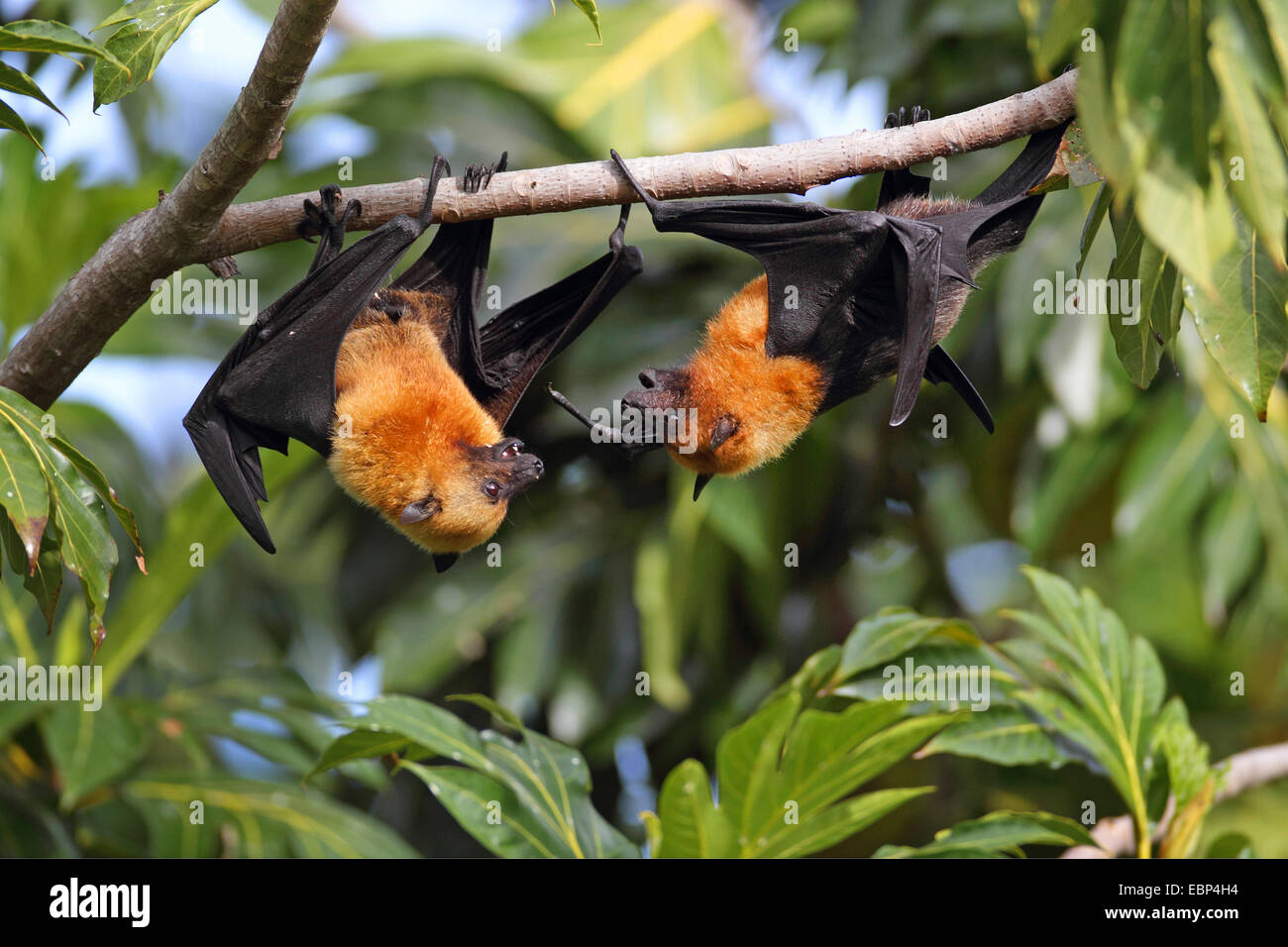 flying Fox, Seychellen-Flughund (Pteropus Seychellensis), territoriale Kampf in einem Baum, Seychellen, Mahe Seychellen Stockfoto