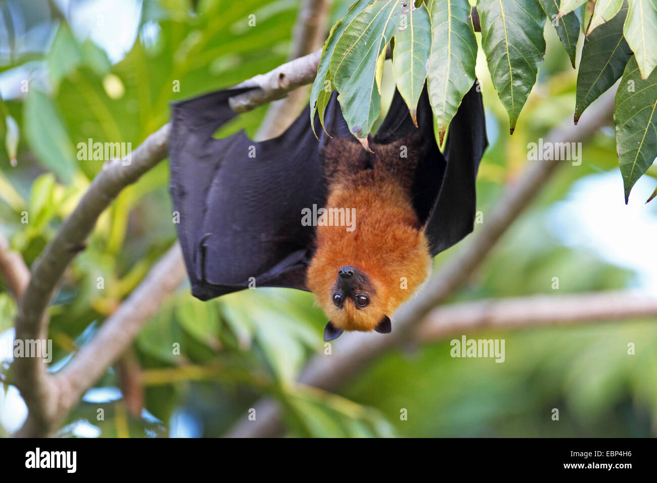 Seychellen Flying Fox, Seychellen-Flughund (Pteropus Seychellensis), von einem Baum, Seychellen, Mahe Stockfoto