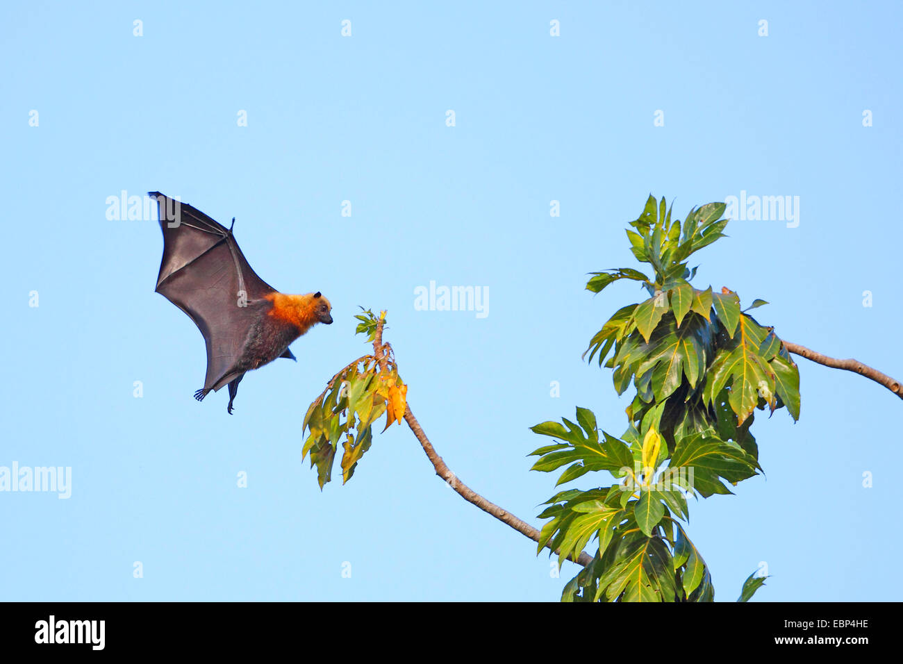 Ansatz für eine Landung auf einem Ast, Seychellen, Mahe, Seychellen-Flughund, Seychellen-Flughund (Pteropus Seychellensis) Stockfoto