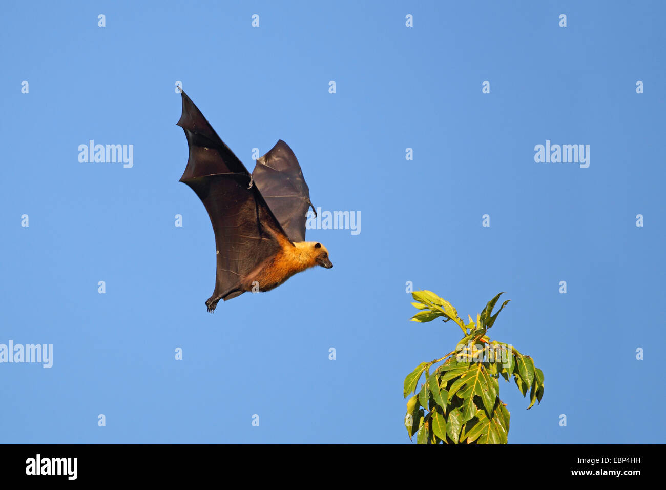 Ansatz für eine Landung auf einem Ast, Seychellen, Mahe, Seychellen-Flughund, Seychellen-Flughund (Pteropus Seychellensis) Stockfoto