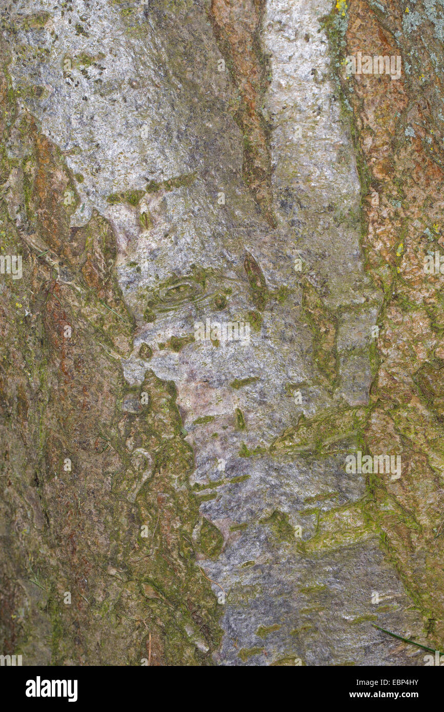 Europäische-Vogelbeerbaum, Eberesche (Sorbus Aucuparia), Rinde ...