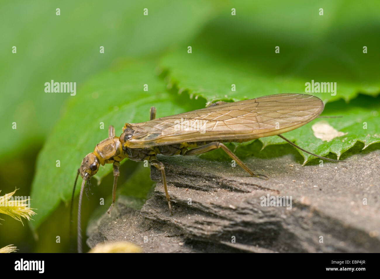 Sally, Steinfliegenmuster (Isoperla vgl. Grammatica), gelb, auf einem Stein, Deutschland Stockfoto