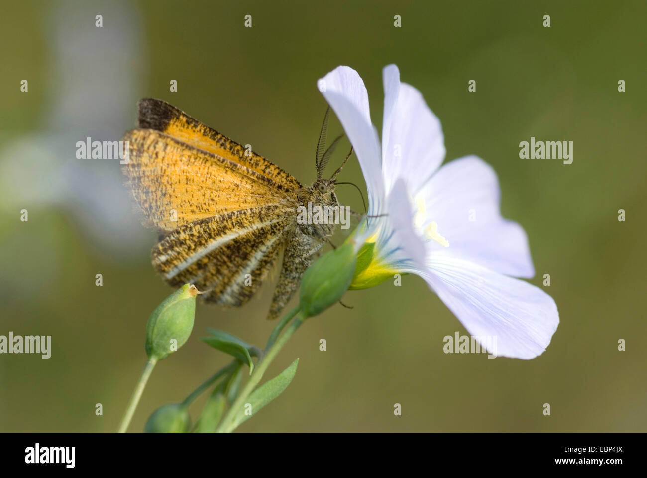 Gefrostet gelb (Isturgia Limbaria), beim Flachsblume, Deutschland Stockfoto