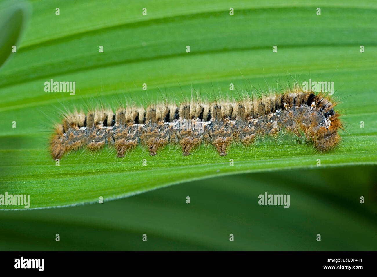 Eiche Eggar (Lasiocampa Quercus), Raupe auf Blatt, Schweiz, Berner Oberland  Stockfotografie - Alamy