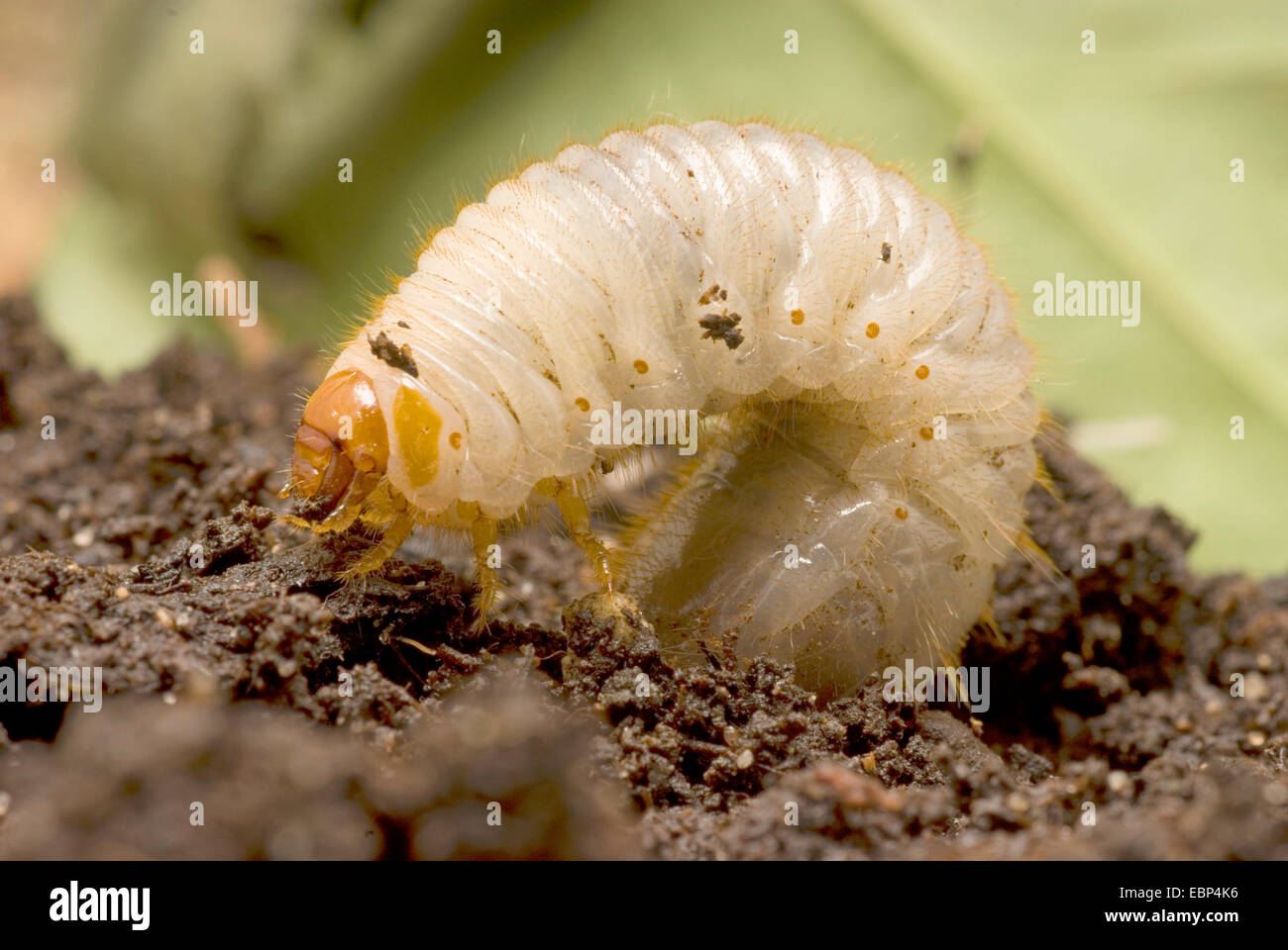 gemeinsamen Maikäfer, Maikäfer (Melolontha Melolontha), Maikäfer Grub, Deutschland Stockfoto