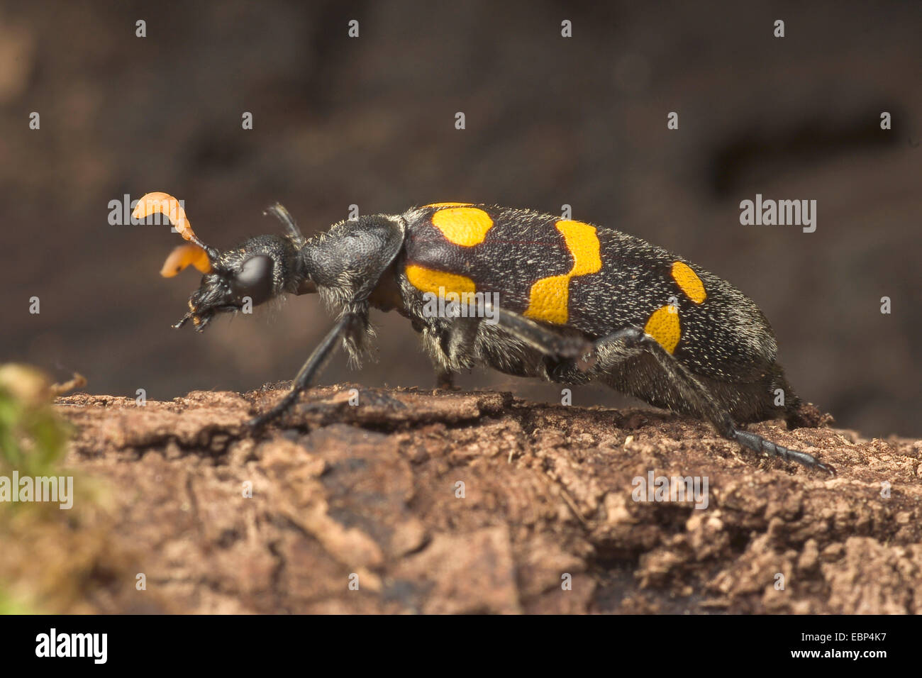 Blister Beetle (Meloidae spec,.), auf einem Stein Stockfoto