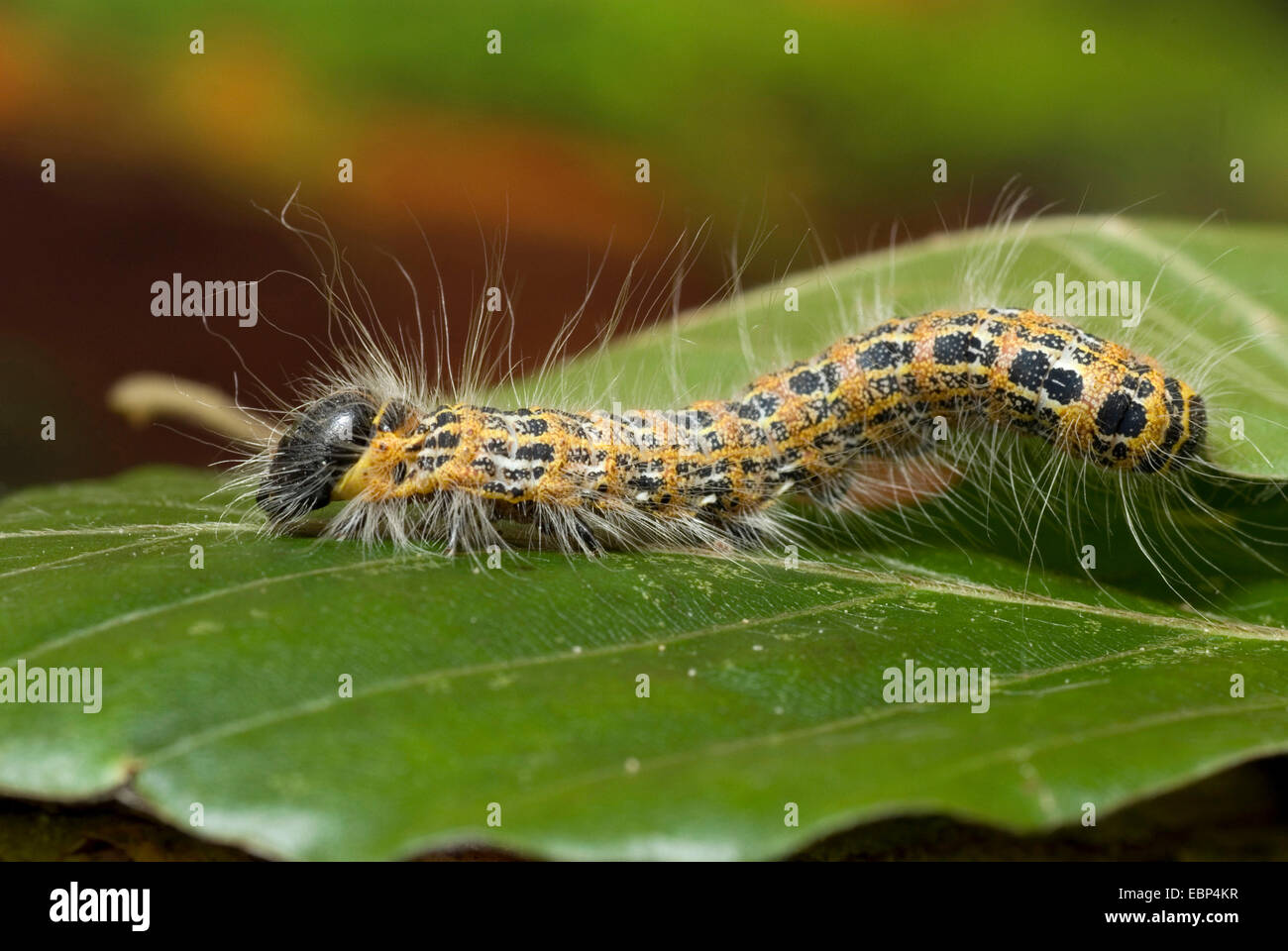 Buff-Tip Motte (Phalera Bucephala), Raupe auf Blatt, Deutschland Stockfoto