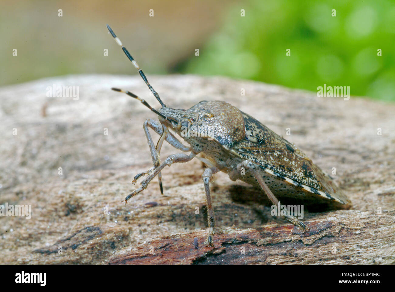 Stink Bug Shield Bug (Rhaphigaster Nebulosa), auf einem Stein, Deutschland Stockfoto