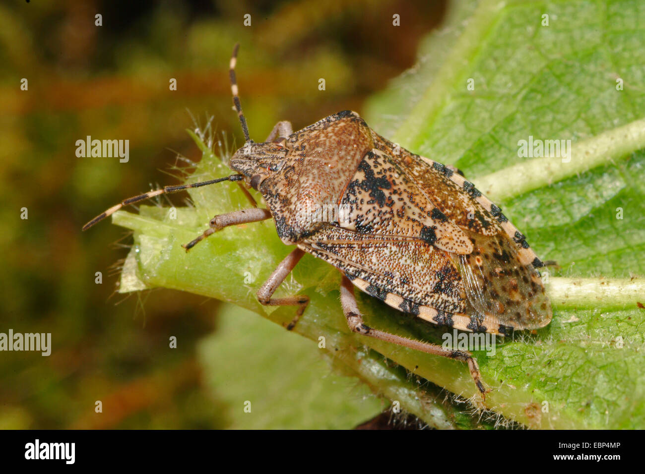 Stink Bug Shield Bug (Rhaphigaster Nebulosa), auf einem Blatt, Deutschland Stockfoto