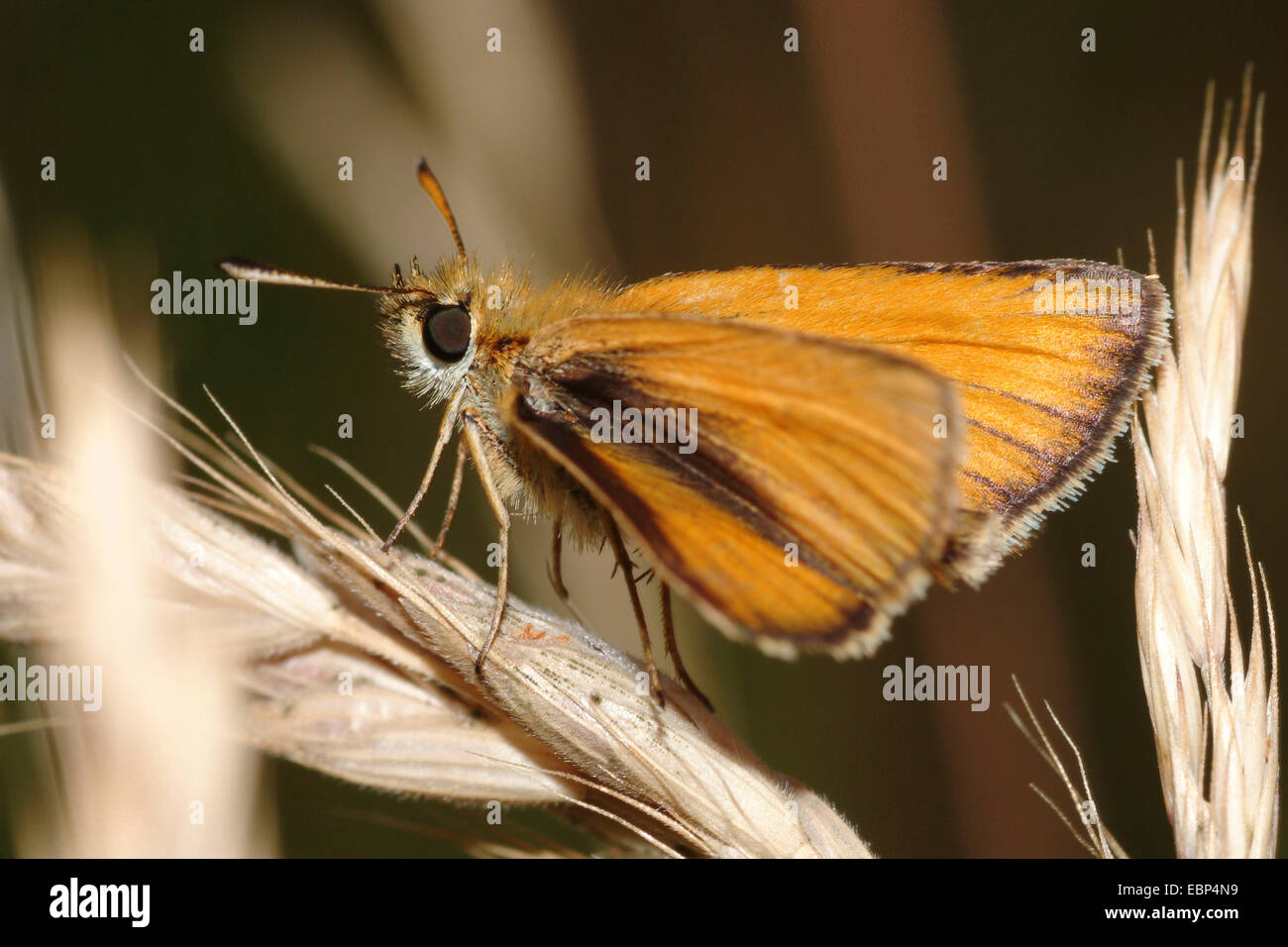 kleine Skipper (Thymelicus Sylvestris, Thymelicus Flavus), auf einem Rasen Ohr, Deutschland Stockfoto