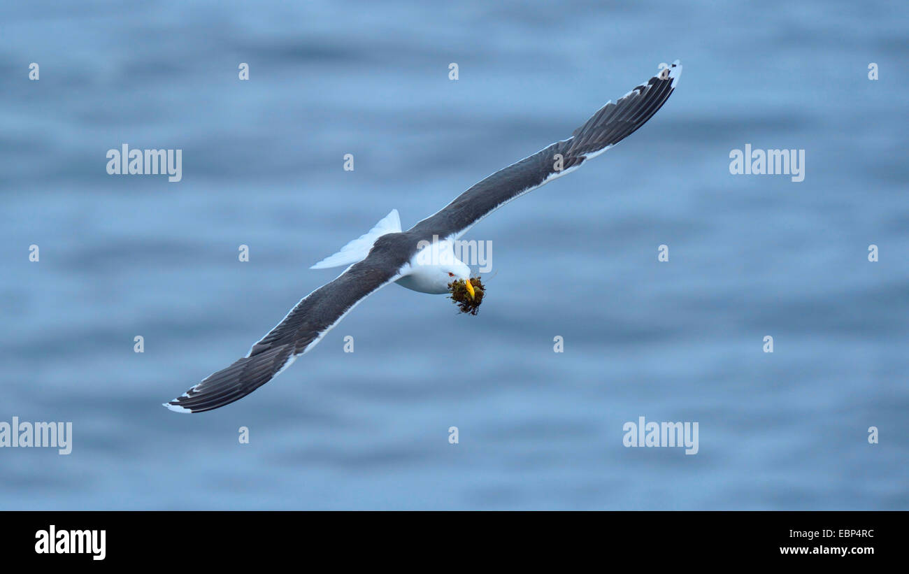 mehr Black-backed Gull (Larus Marinus), fliegen mit Verschachtelung Material im Schnabel, Island Stockfoto