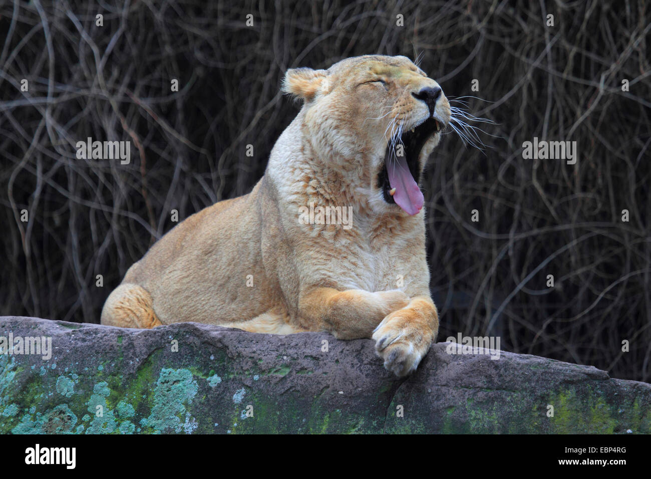Asiatische Löwe (Panthera Leo Persica), Gähnen Stockfoto