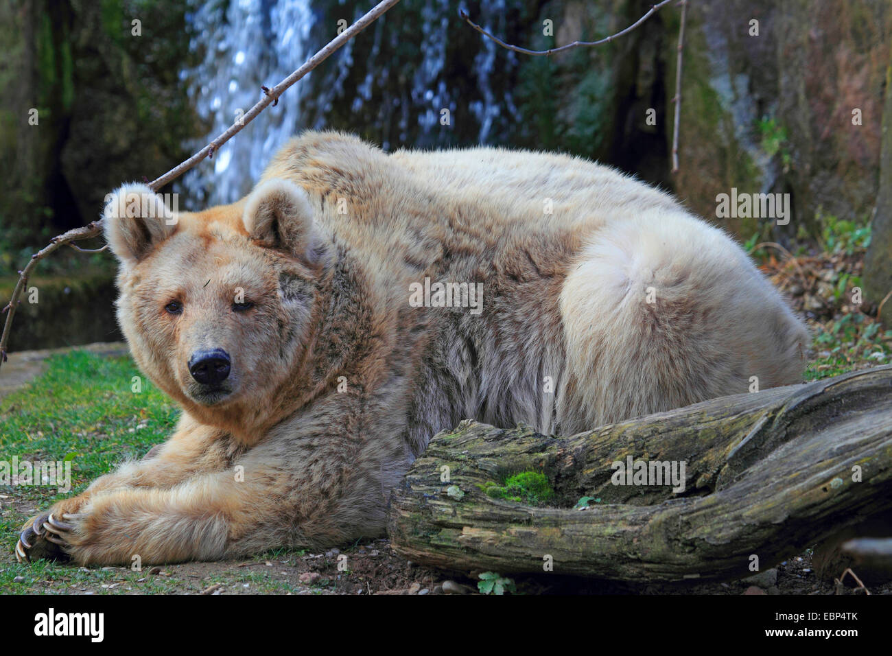 Syrischer Braunbär (Ursus Arctos Syriacus), Erwachsene Braunbär mit Licht braun Fell Stockfoto