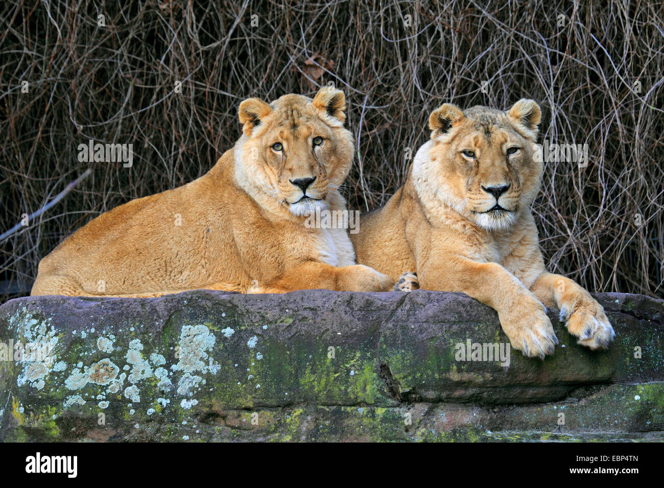 Asiatische Löwe (Panthera Leo Persica), zwei Löwin liegend zusammen auf einem Felsblock Stockfoto