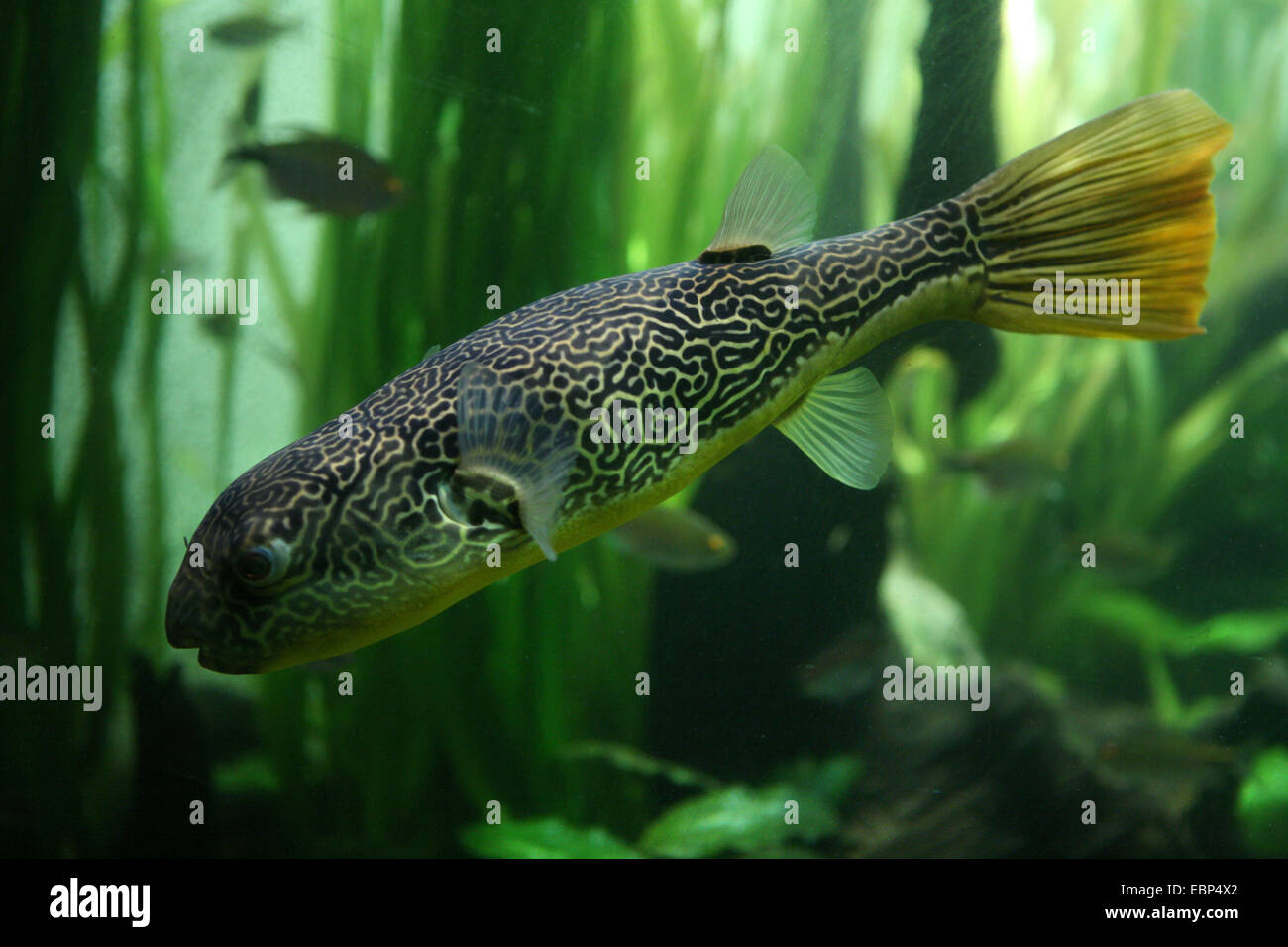 Süßwasser Kugelfisch (Tetraodon Mbu) im Zoo Basel, Schweiz. Stockfoto