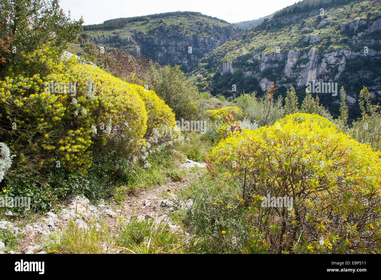 Woody Spurge (Euphorbia Dendroides), in einem Maquis unter einer Felswand, Italien, Sizilien Stockfoto