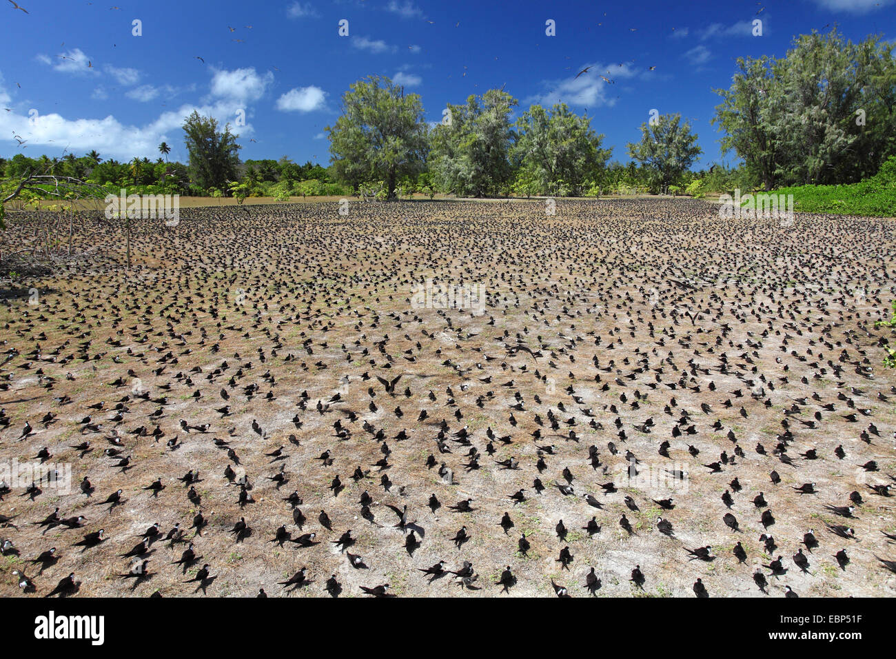 Sooty Tern (Sterna Fuscata), Kolonie auf gerodeten Boden, Seychellen, Bird Island Stockfoto