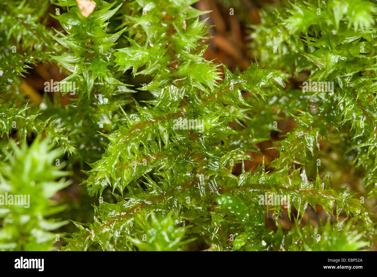 Großen Shaggy-Moos, Shaggy Moos, rauen Hals Moos, großen zottigen Moss, elektrisiert Cat Tail Moss (Rhytidiadelphus Triquetrus), Deutschland Stockfoto