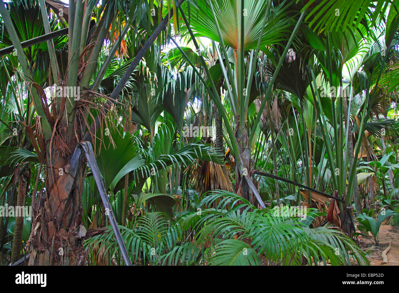 Meer-Kokosnuss; Coco de Mer (Lodoicea Maldivica), Palmen in einem tropischen Regenwald, Praslin, Seychellen, Vallee de Mai Nationalpark Stockfoto