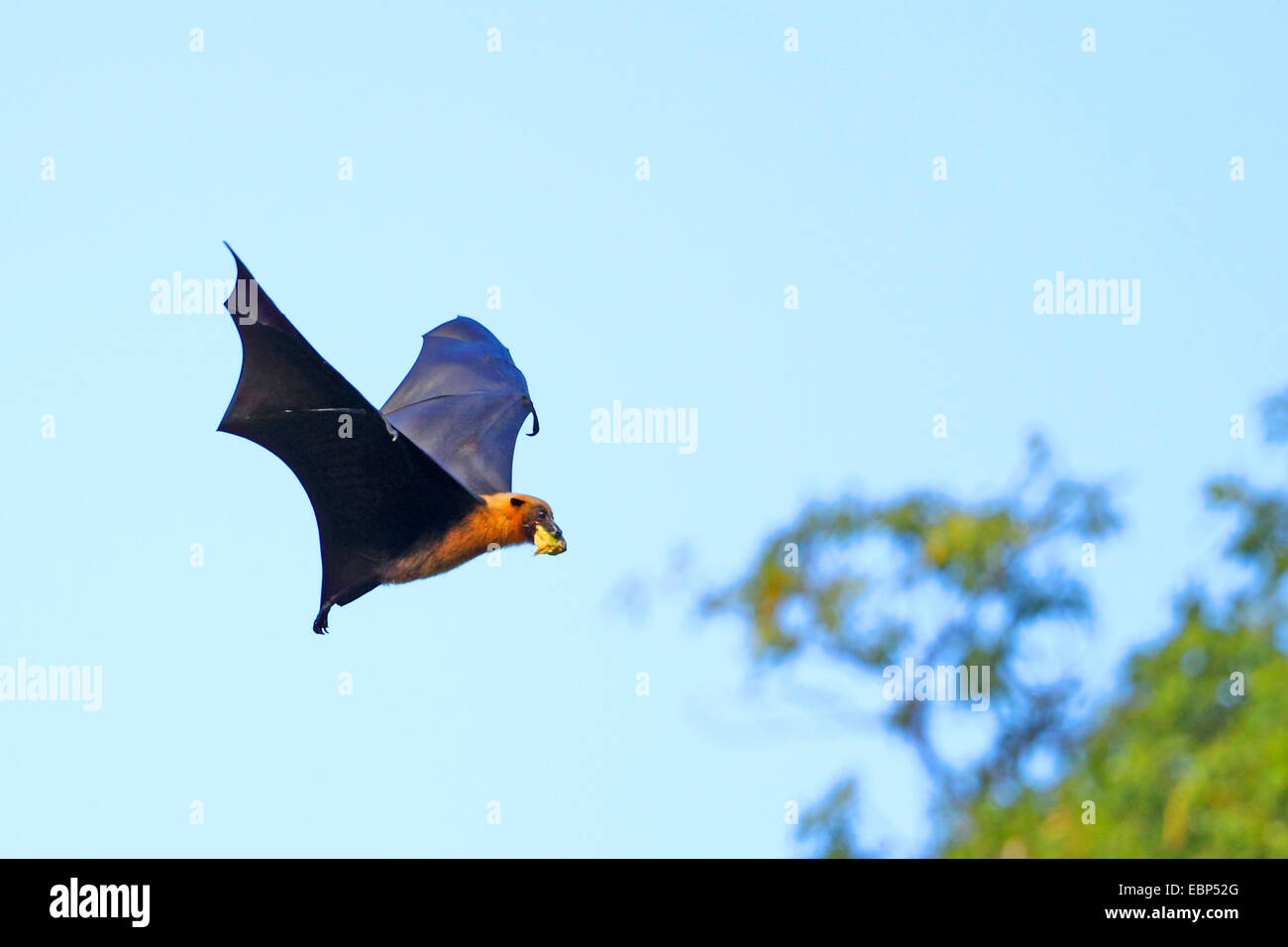 Seychellen-Flughund, Seychellen-Flughund (Pteropus Seychellensis), fliegen mit Frucht im Mund, Seychellen, Mahe Stockfoto