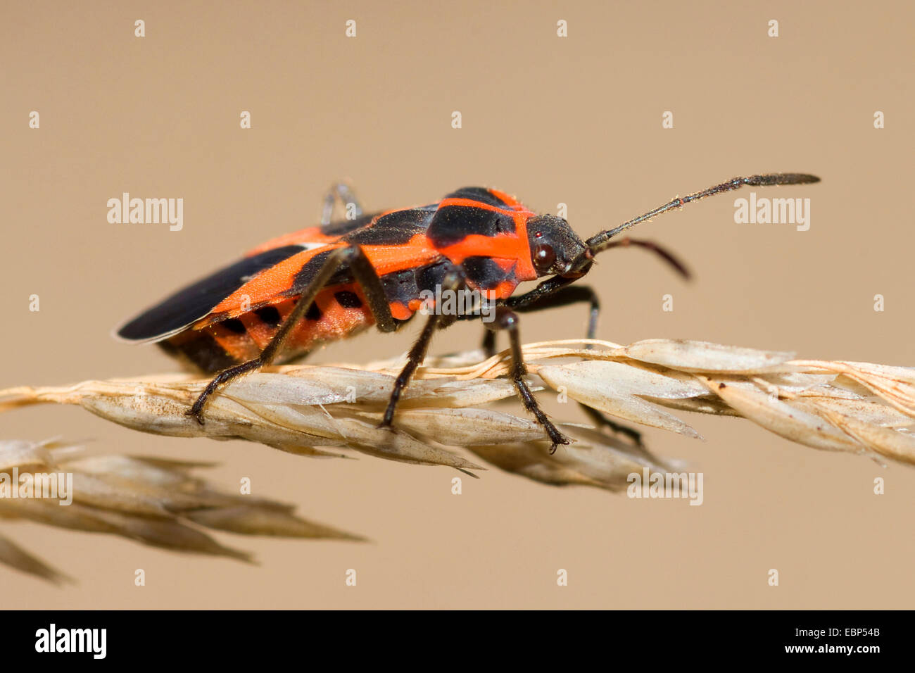Boden-Bug (Tropidothorax Leucopterus), auf einem Rasen Ohr, Deutschland Stockfoto